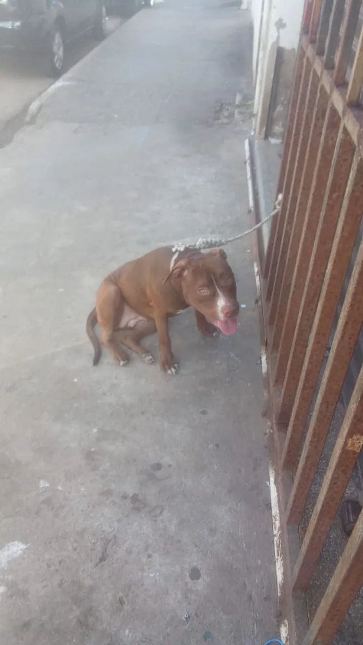 Pitbull red nose com pedigree  - Foto 2