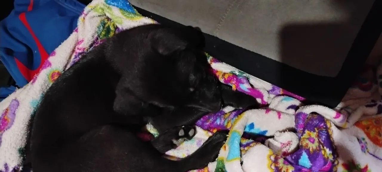 Cachorro  - Foto 3
