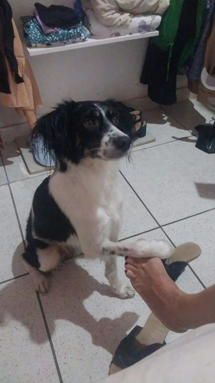 Adoção de cachorro 