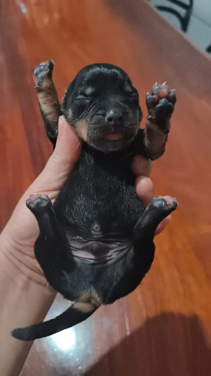 Filhote de dachshund puro - Foto 5