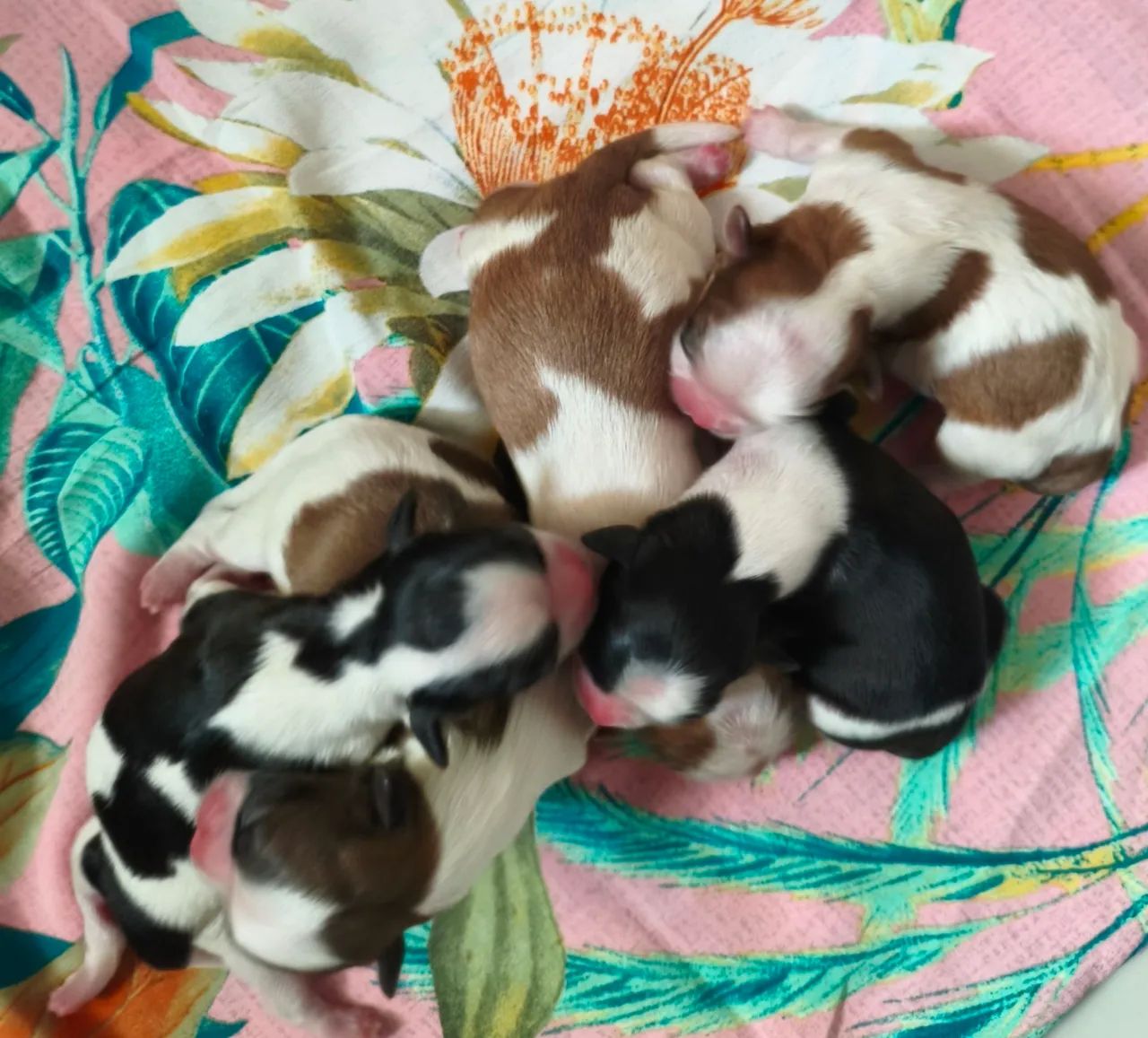 Vende-se filhote de Shih Tzu  - Foto 2