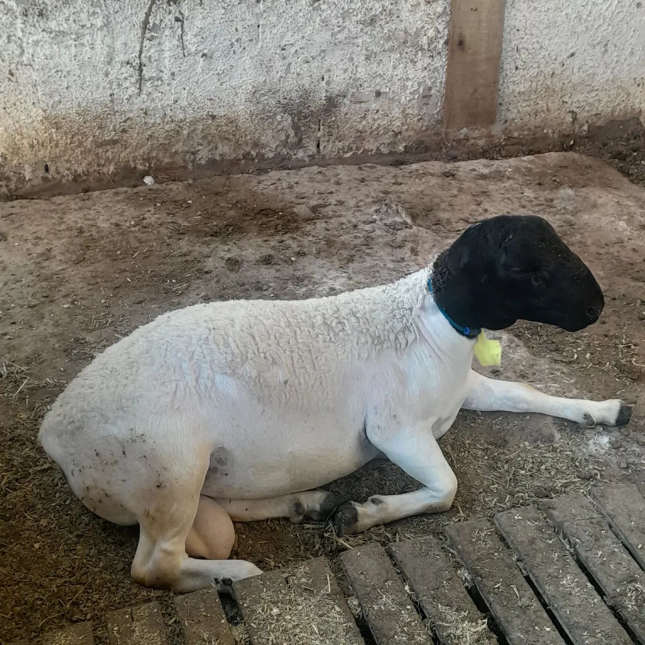 Ovelha e carneiro  - Foto 4