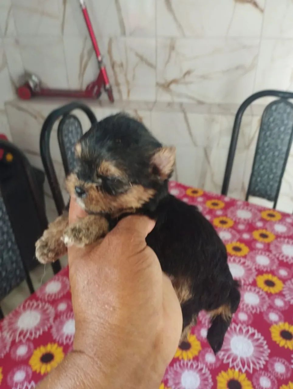 Vende se cães  - Foto 4
