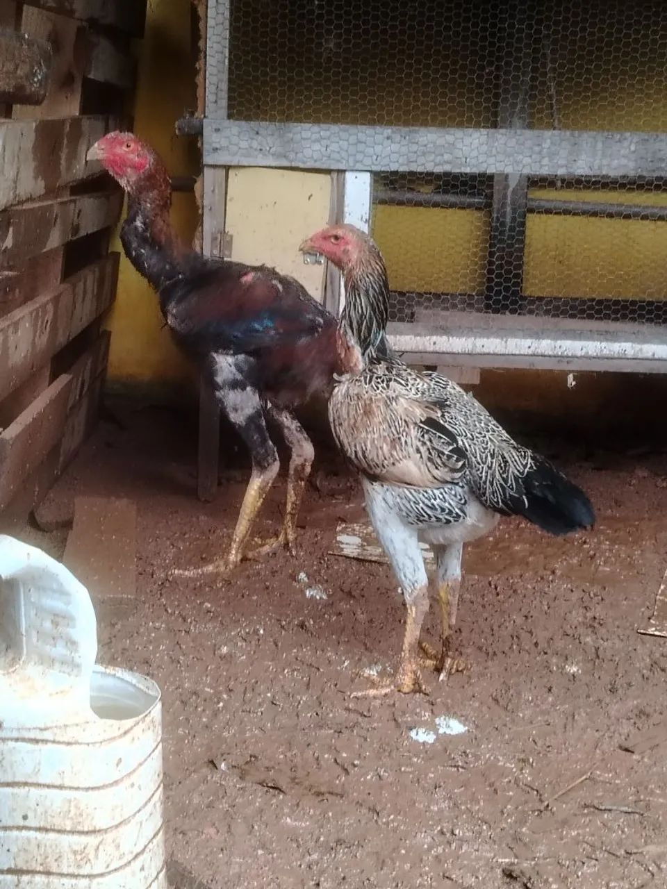 Frango índio gigante  - Foto 4