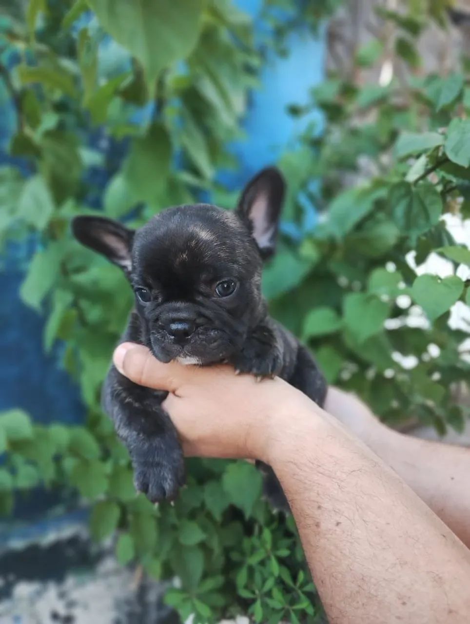 Bulldog francês Macho tigrado! - Foto 4