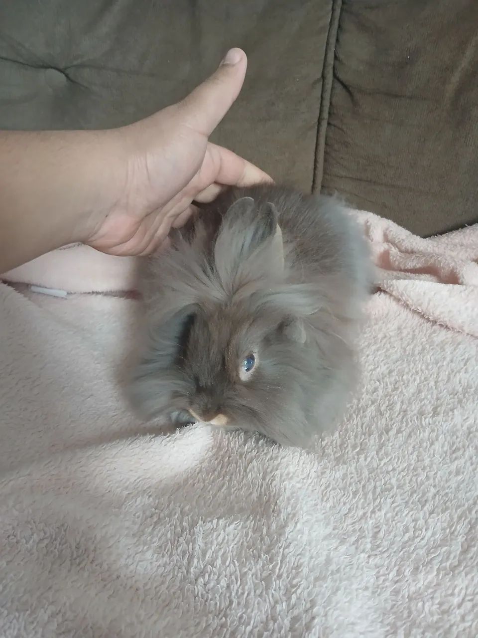 Coelho Mini Lion  - Foto 3