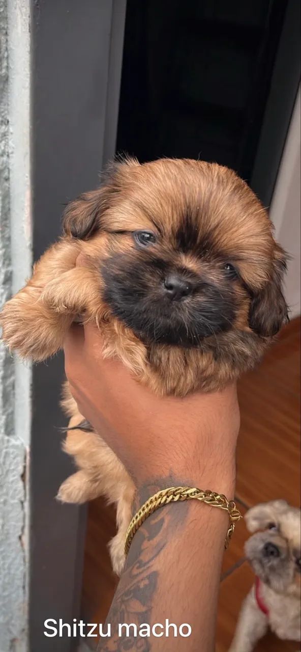 Cachorro