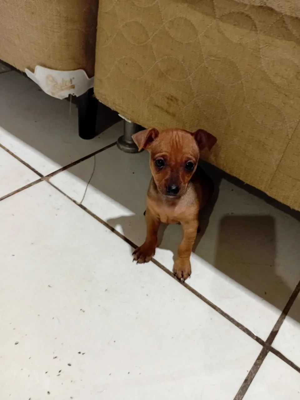 Pinscher macho - Foto 2