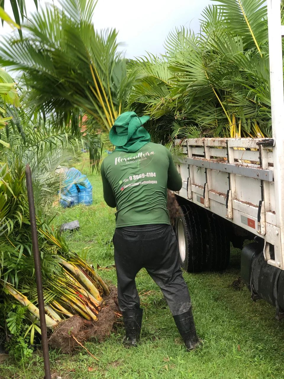 Palmeira areca bambu - Foto 2