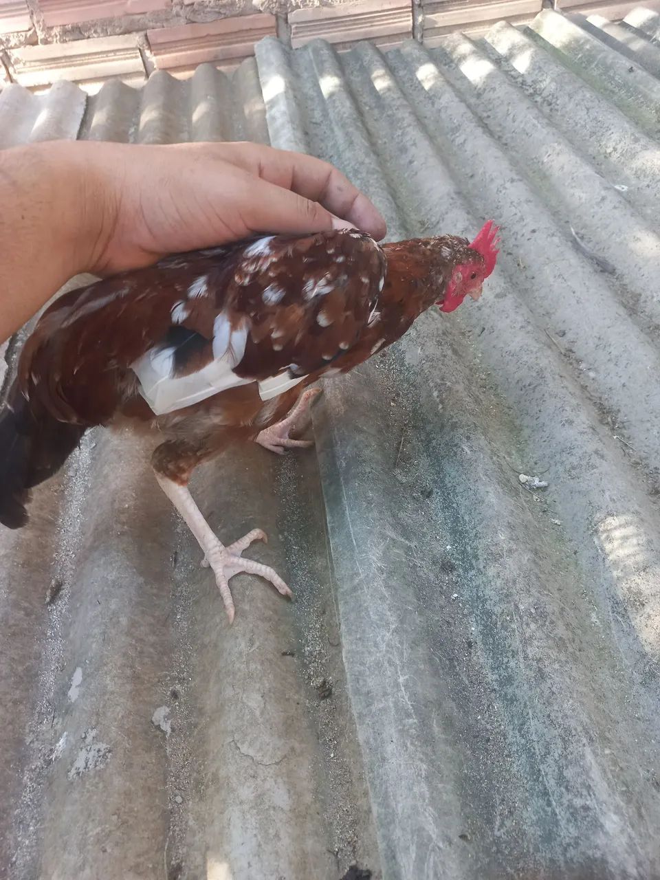 Frango garlinzer  - Foto 5