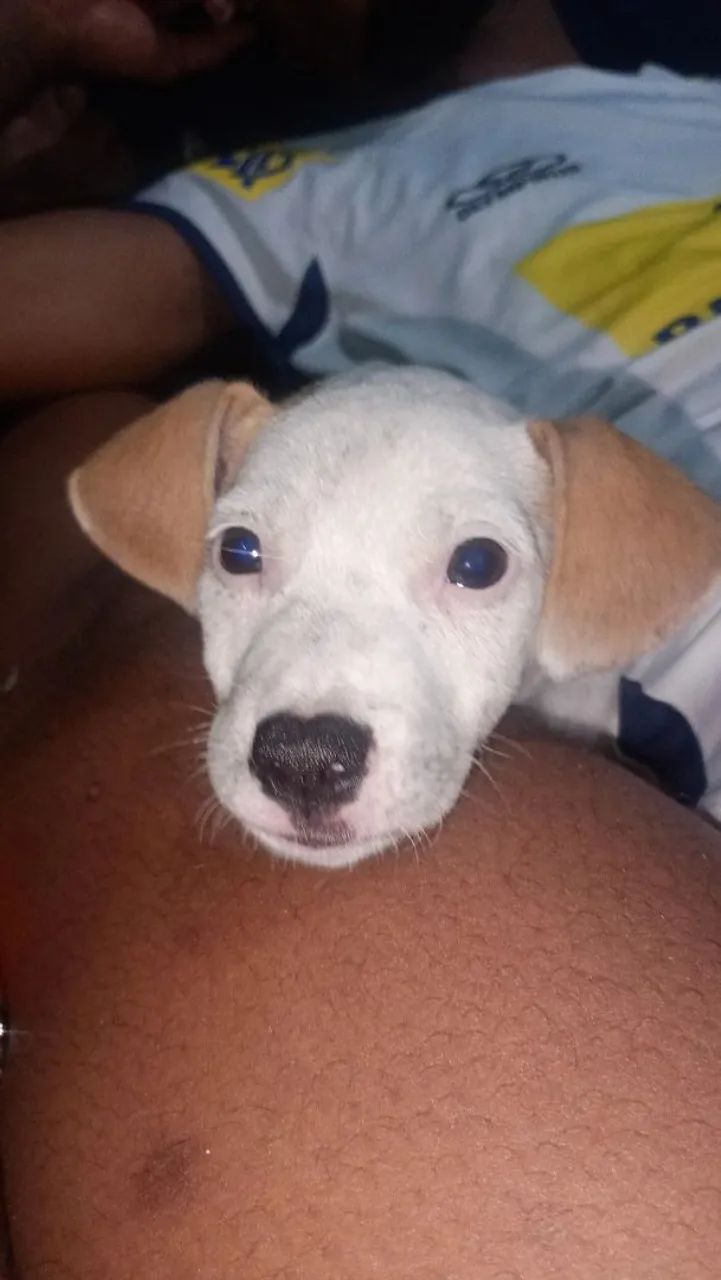 doação  - Foto 2
