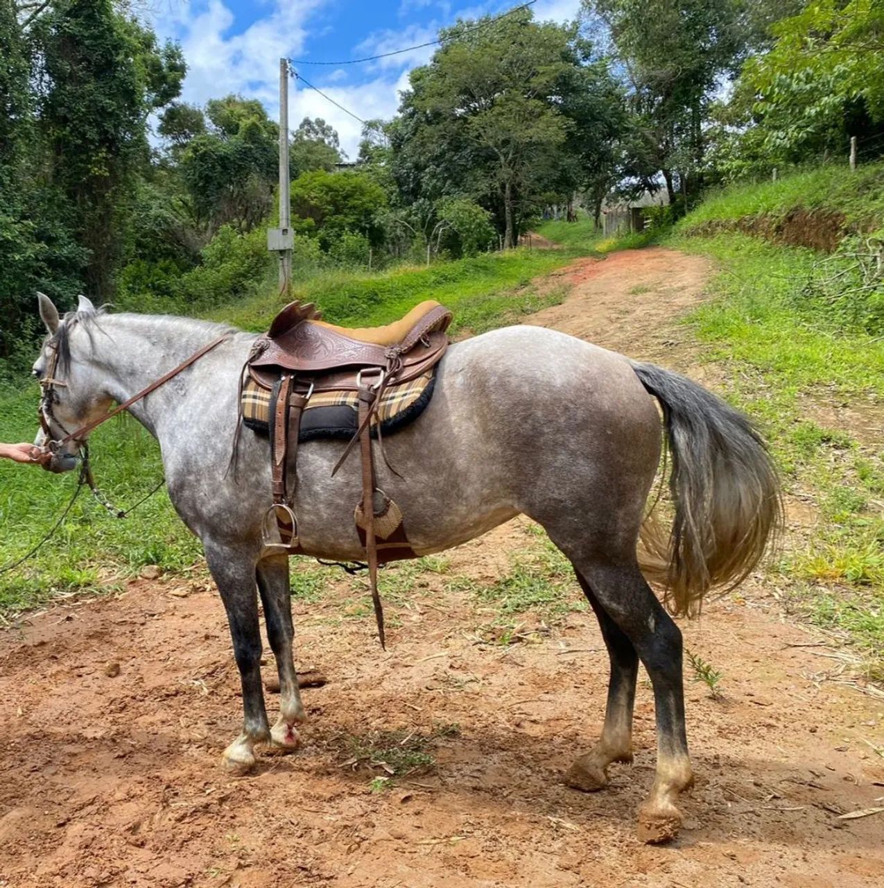 Vendo égua manga larga 