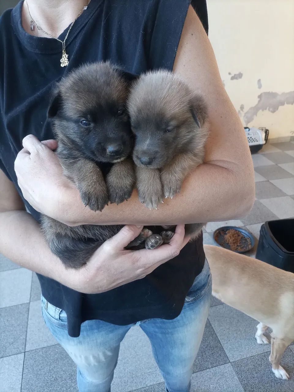 FILHOTES PASTOR BELGA MALINOIS - Foto 6