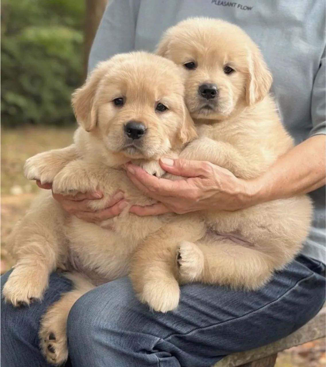 Filhotinhos golden retriever dócil e de excelente procedência ativa