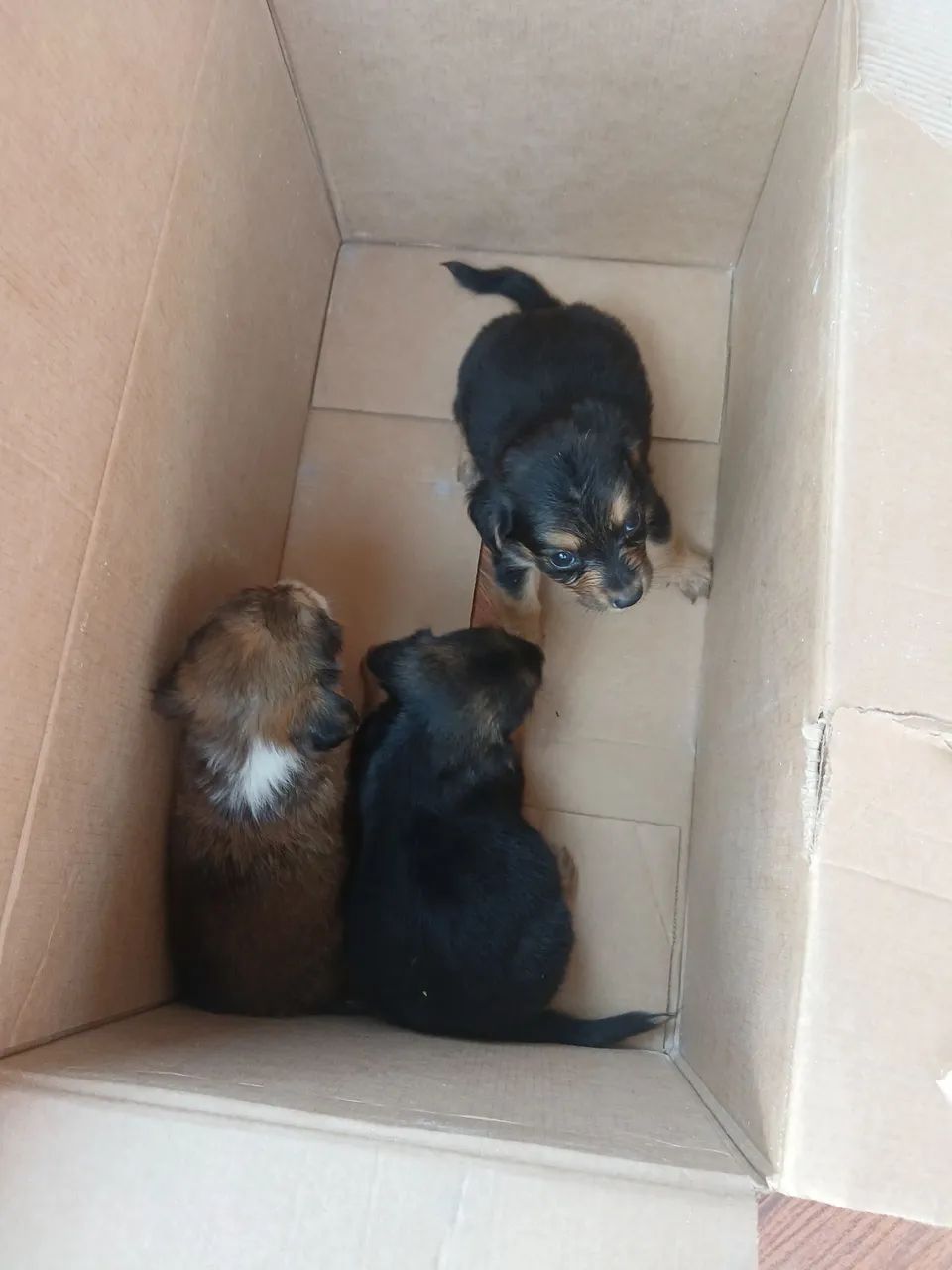 Cachorro shitzu - Foto 3