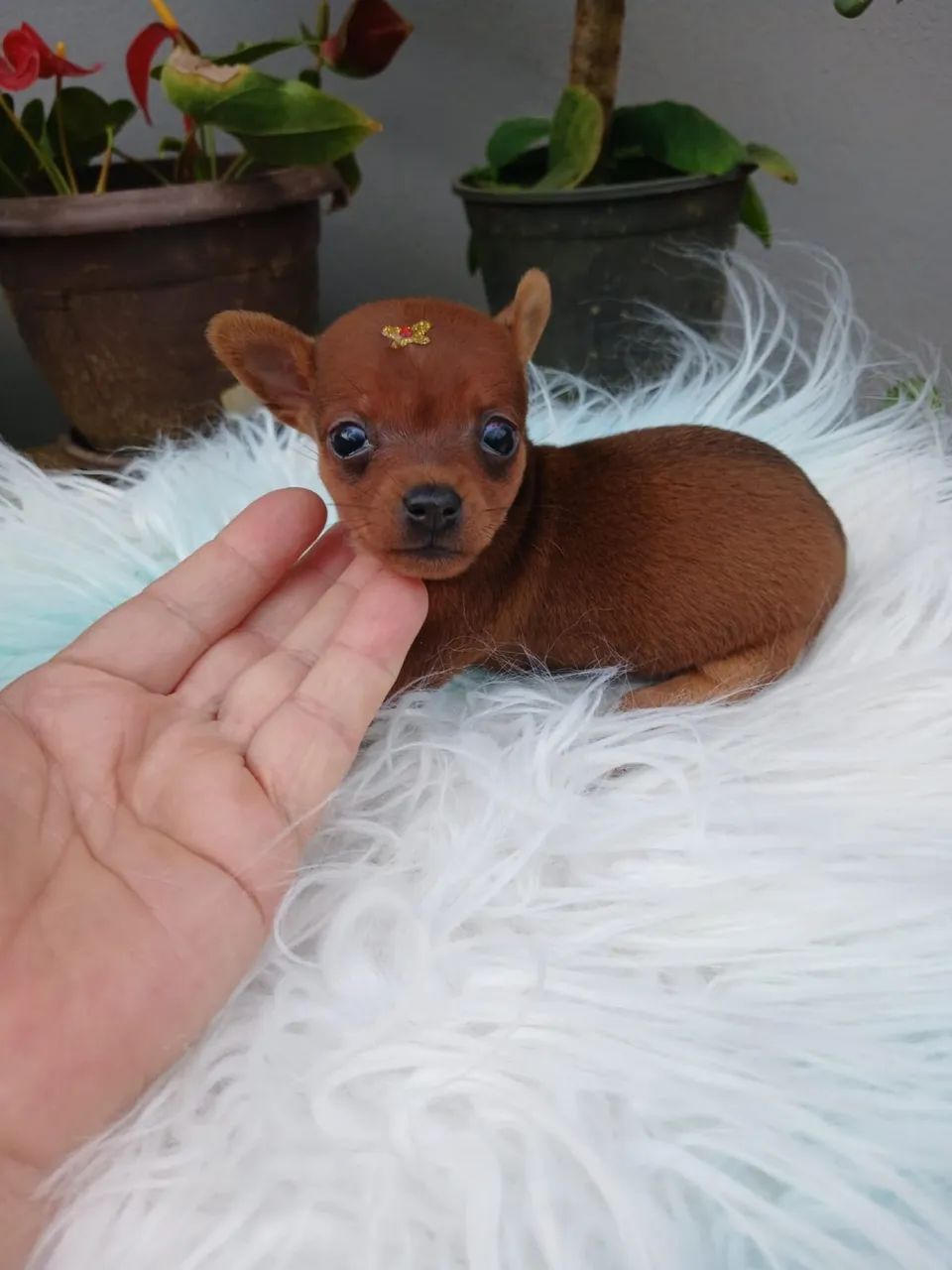 Fêmea de Pinscher  - Foto 5