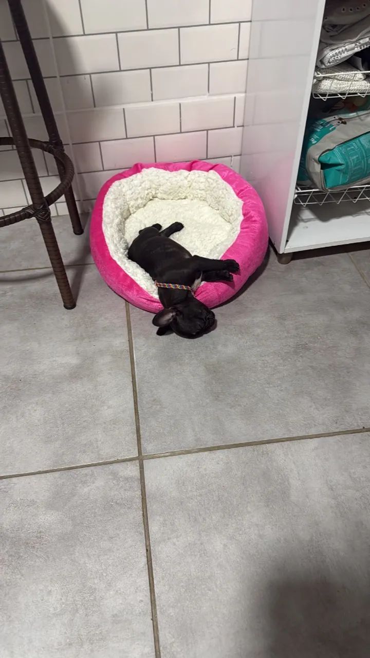 Bulldog francês - Foto 2