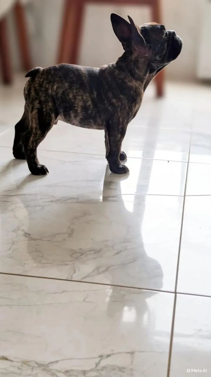 Bulldog  - Foto 2