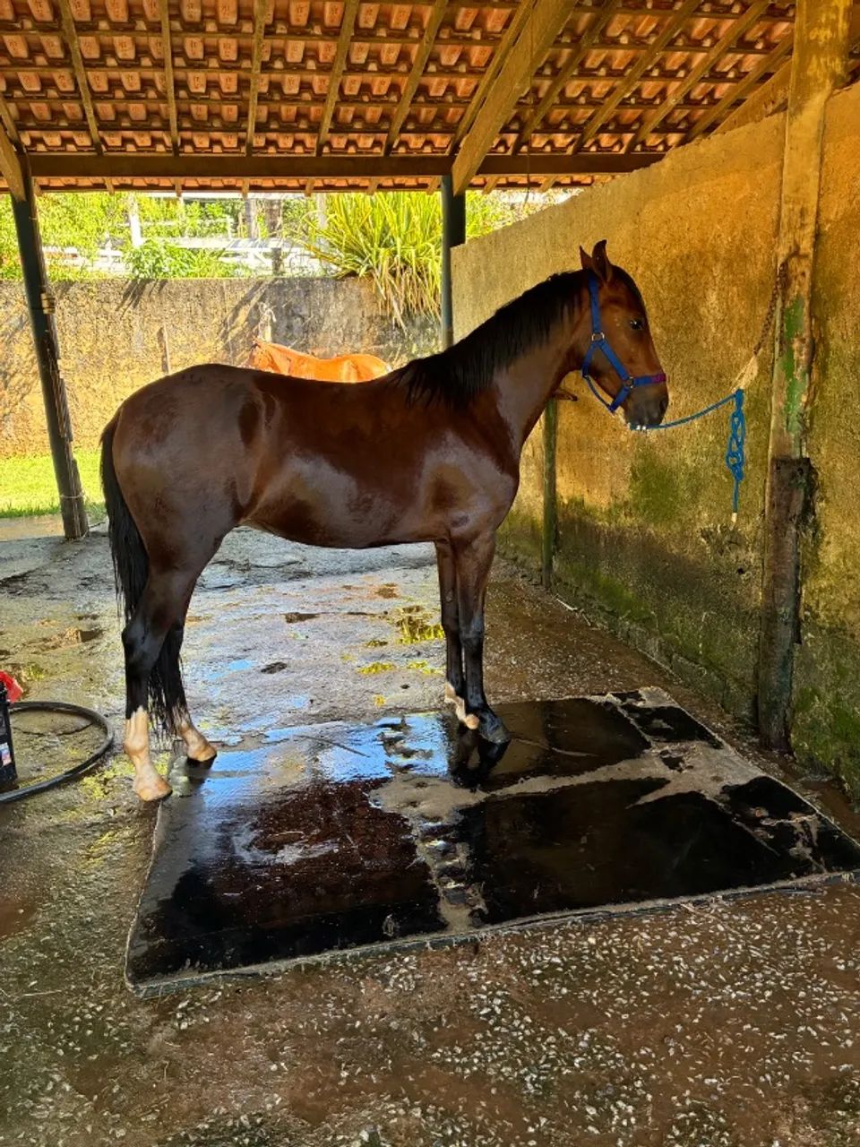 Potro - Foto 3