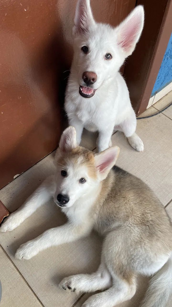 Husky 