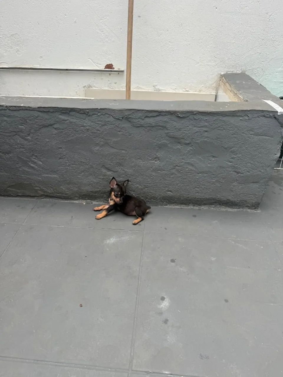 Pinscher fêmea zero
