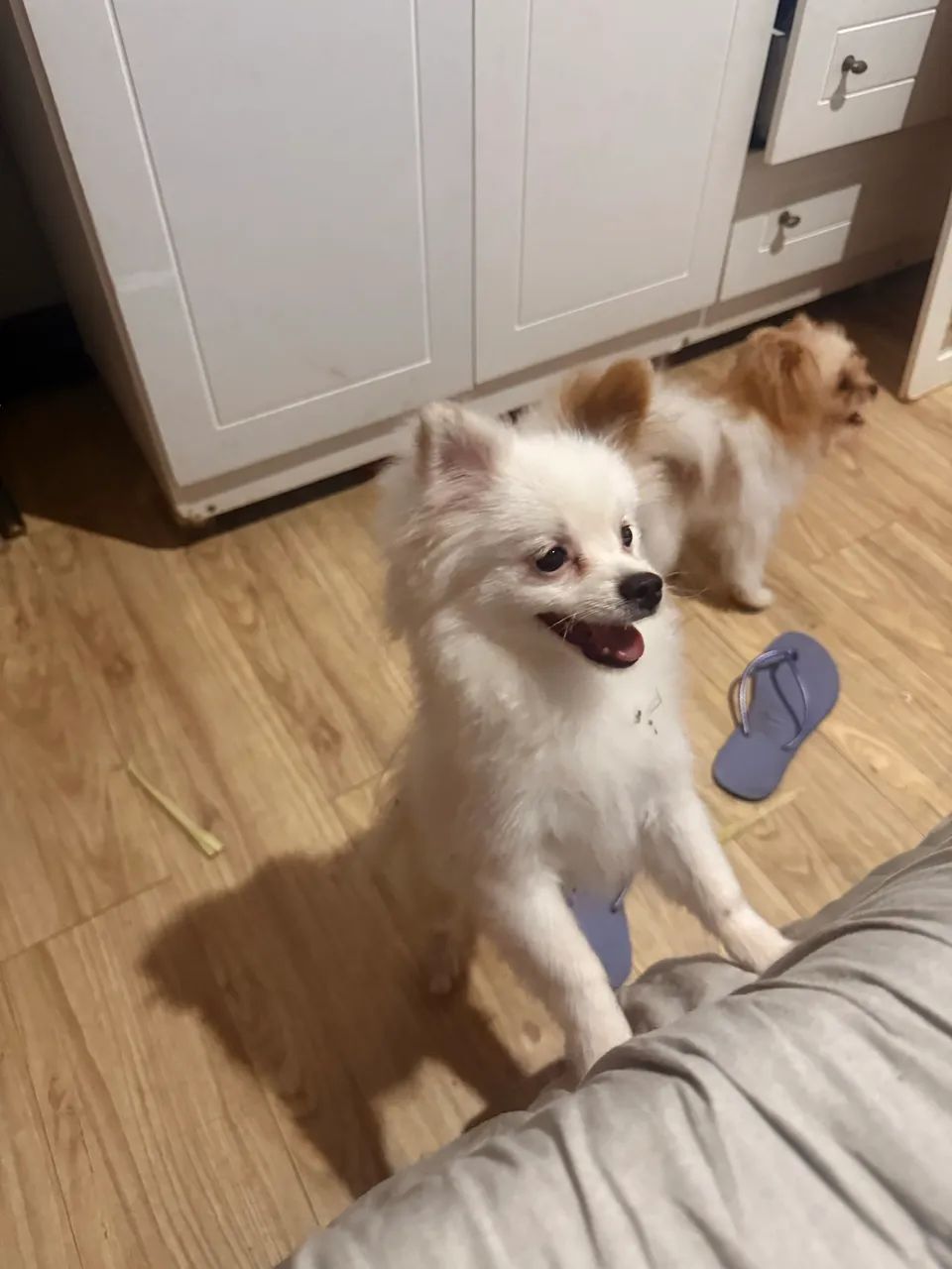 Spitz alemão com shih tzu