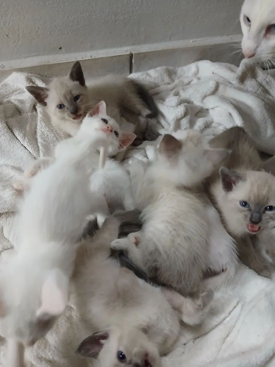 Gatos - Foto 4