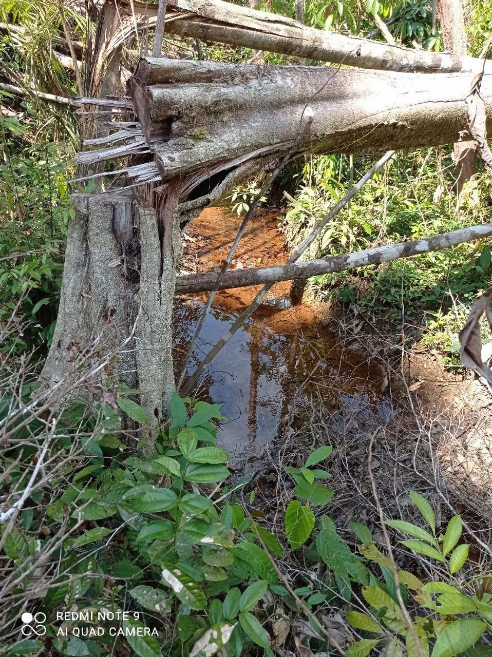 Vendo Colônia de 100 hectares  - Foto 3