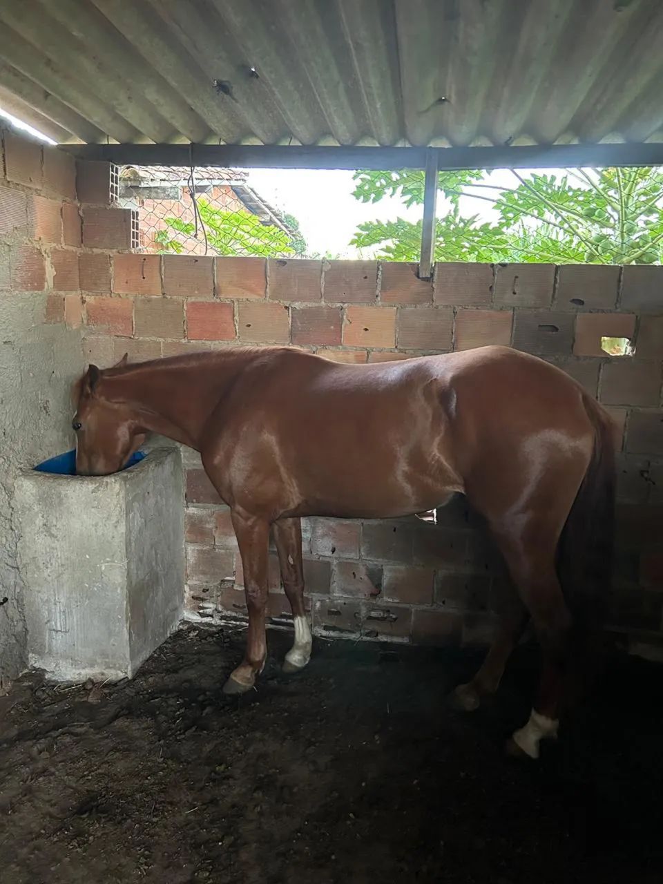 Égua nova de picado 