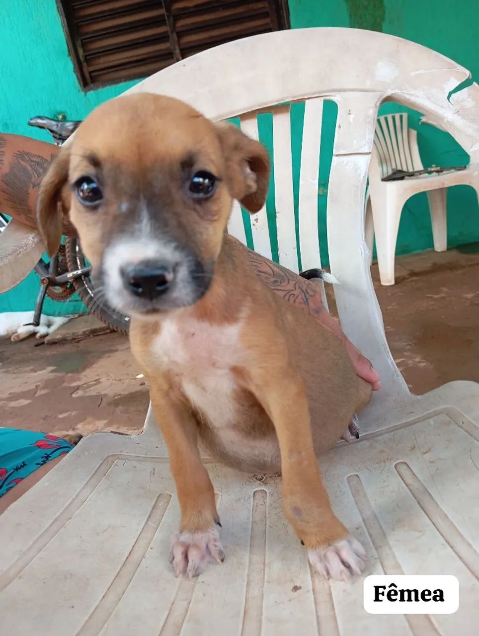 Cachorro  - Foto 3