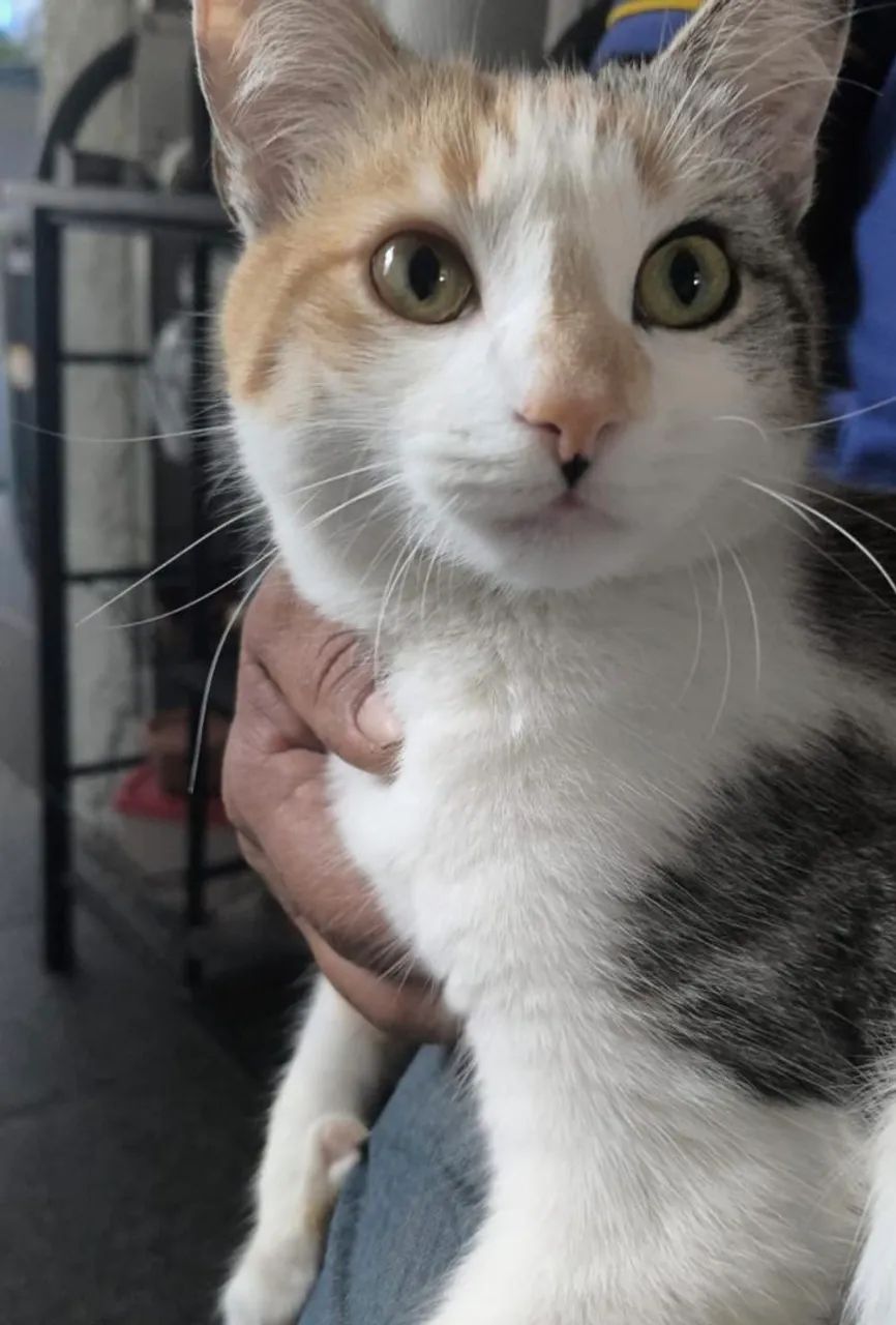 Doa se gatinha castrada