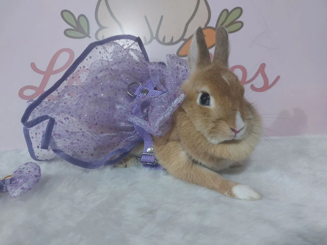 Mini coelho - Foto 2