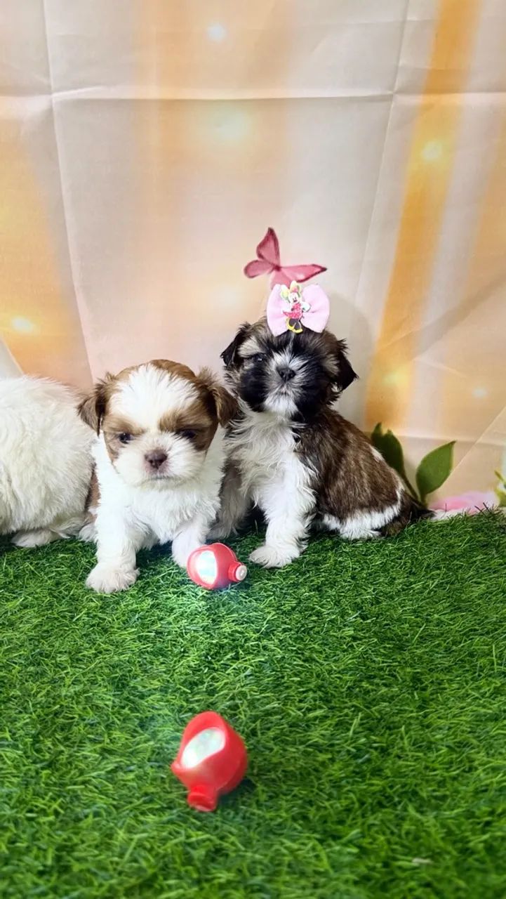 Shitzu mini  - Foto 2
