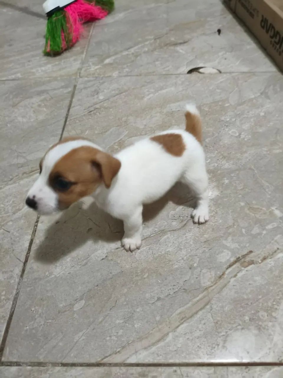 Filhotes de Jack Russell  - Foto 2