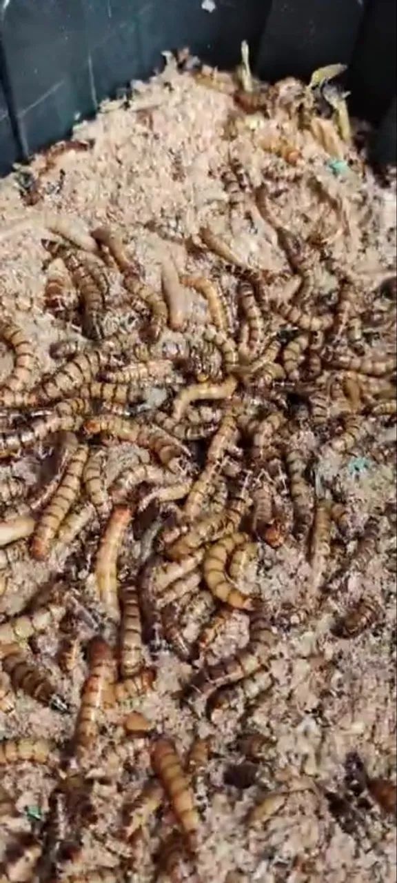 Larvas de tenébrio 