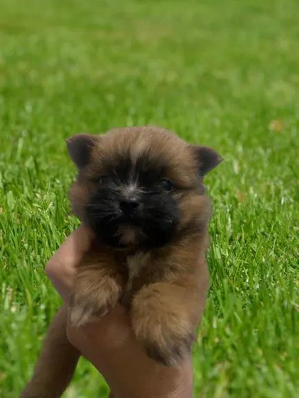 Spitz alemão Lulu da Pomerânia com shitzu  - Foto 5