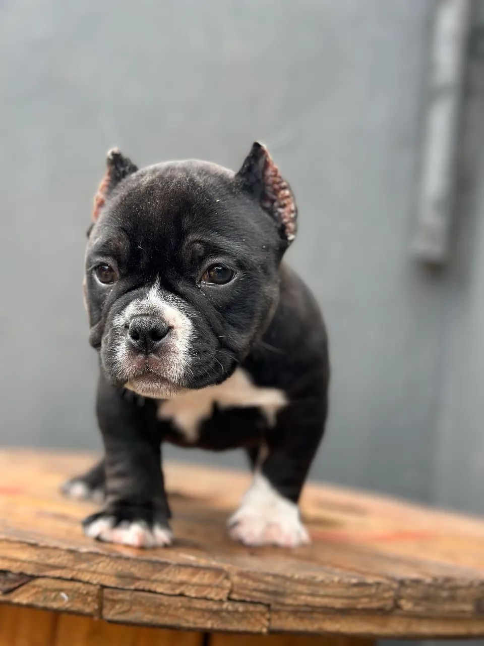 AMERICAN BULLY MICRO - FÊMEA  - Foto 3