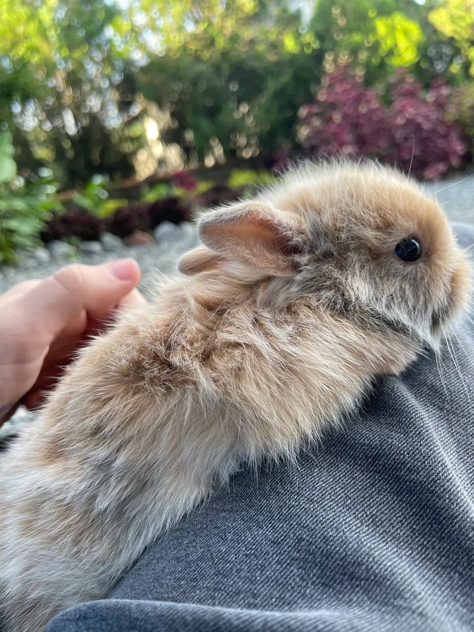 Coelhinhos mini - Foto 6