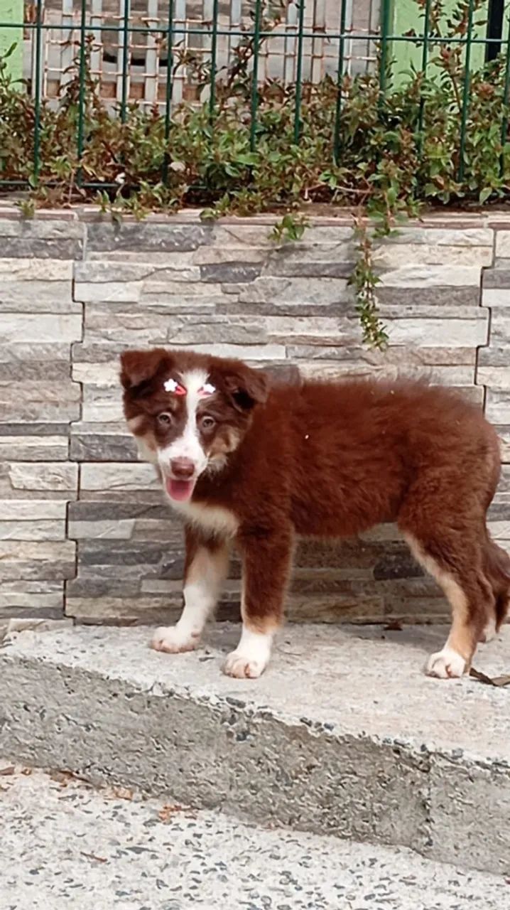 Border Collie 