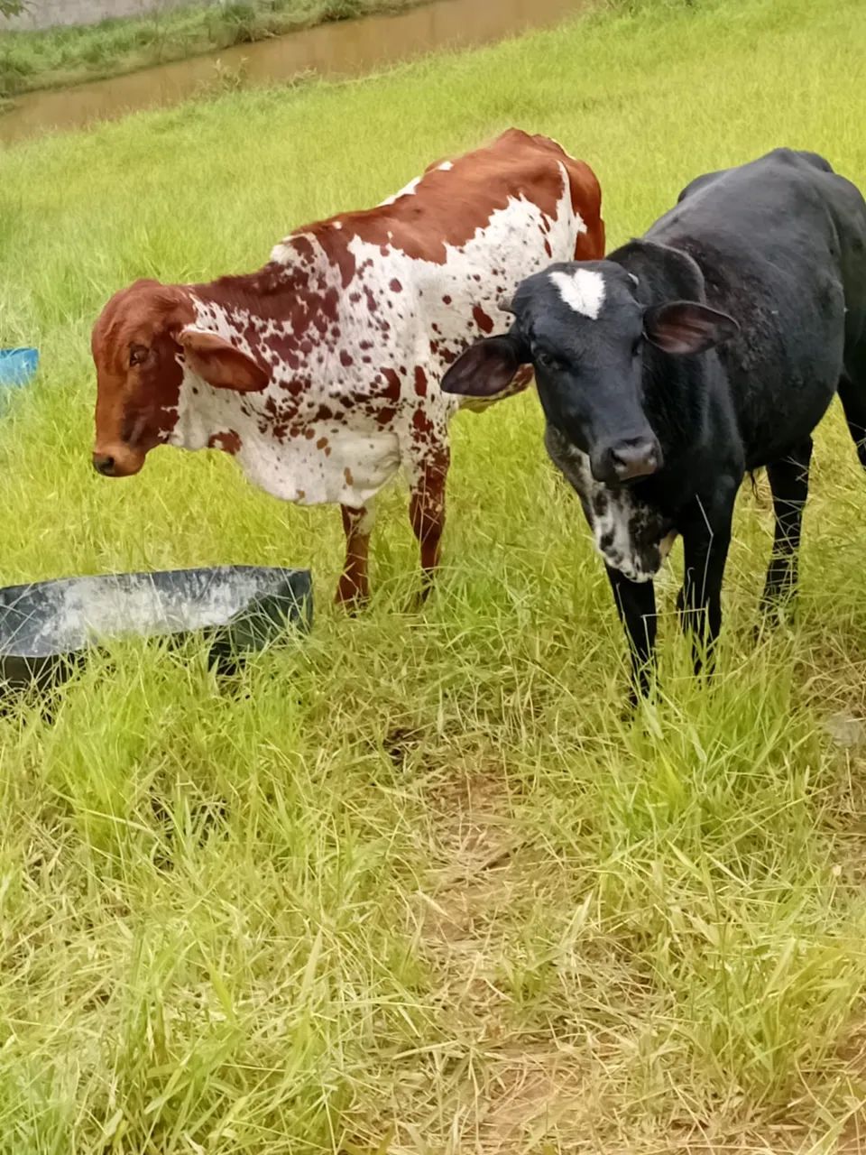 Vende se vacas e égua  - Foto 2
