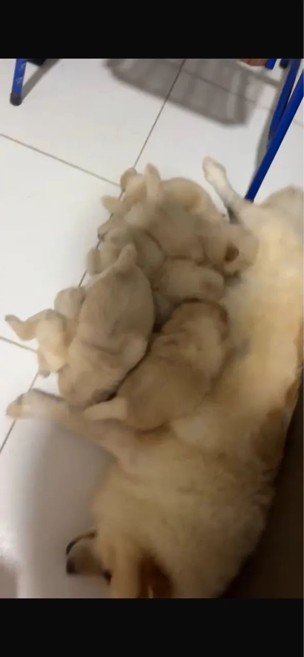 Cachorro chow chow pra vender  - Foto 4