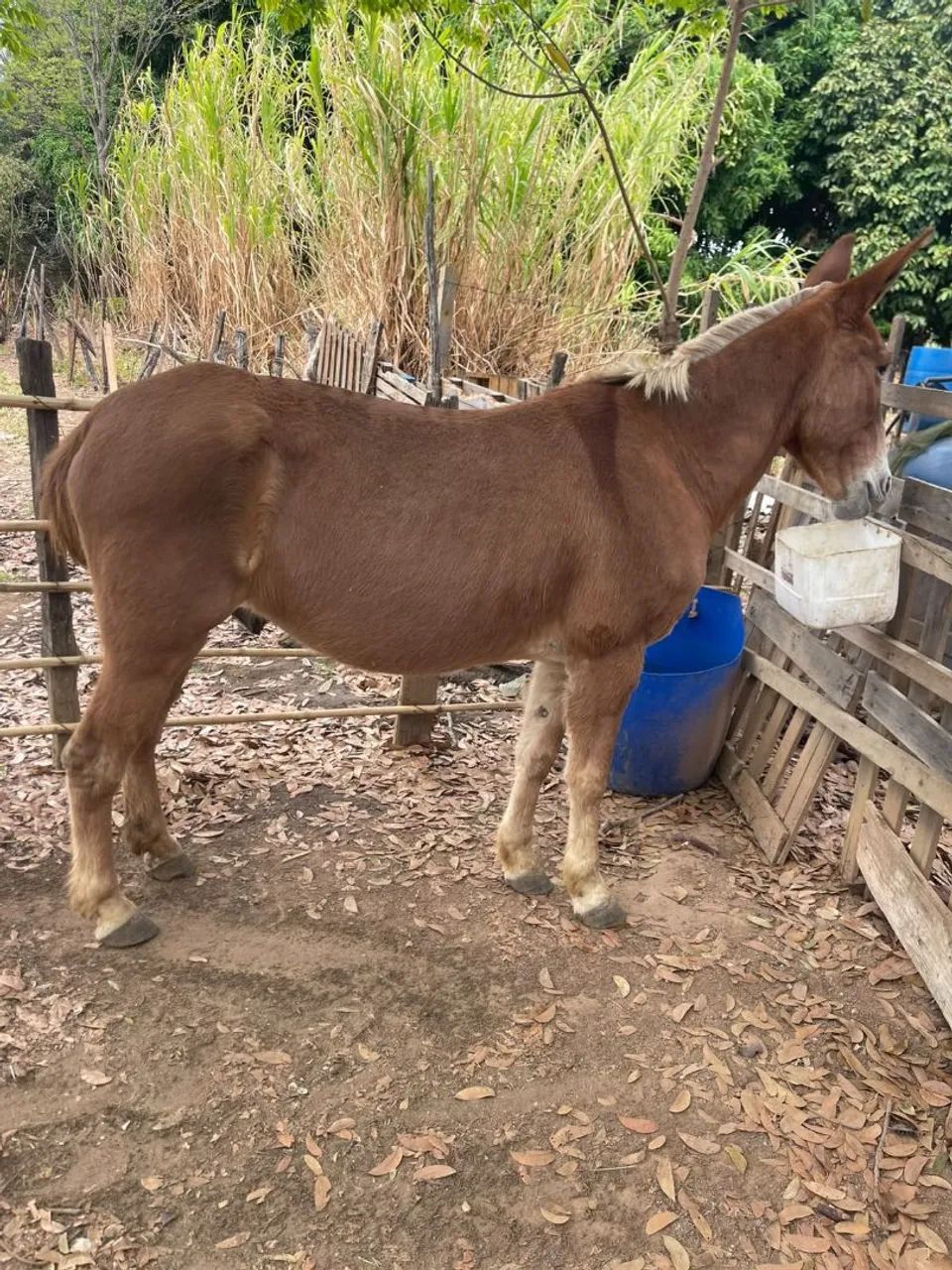 Burro manso - Foto 2