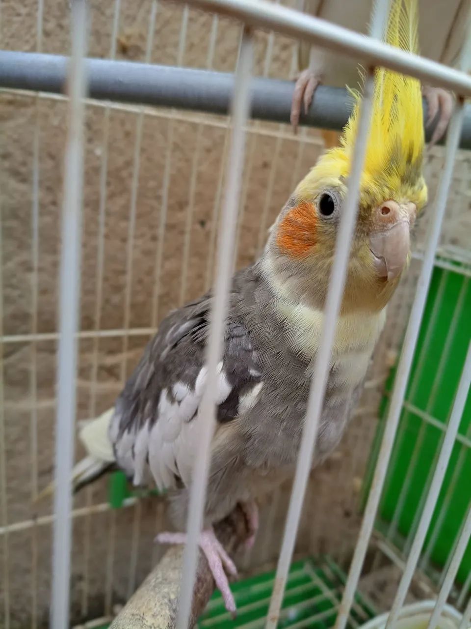 Bebedouro  - Foto 2