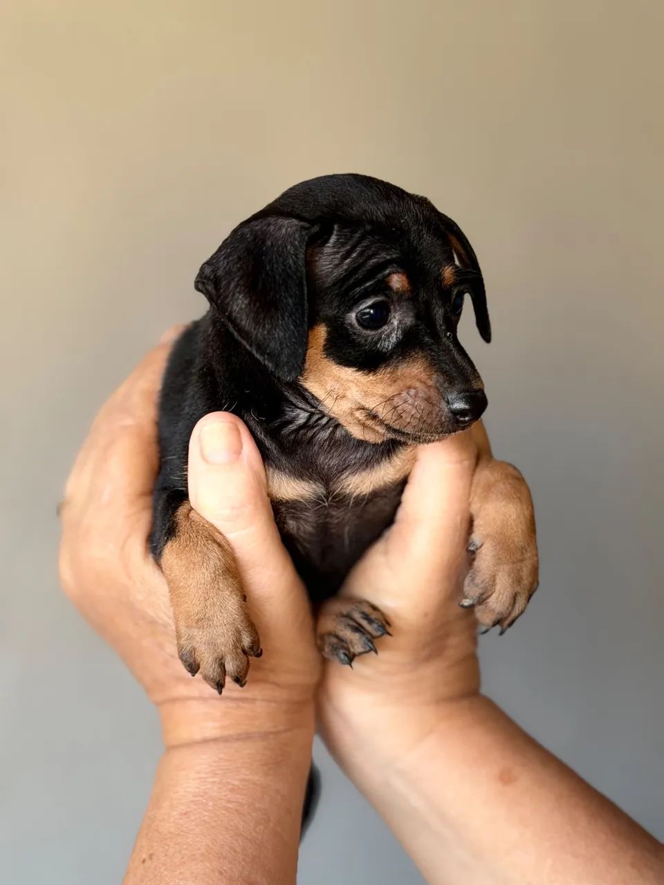 Cachorro pinscher - Foto 4