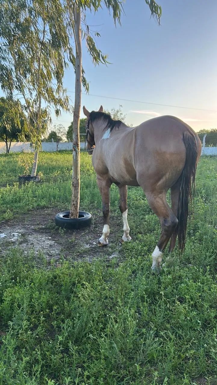 Cavalo - Foto 4