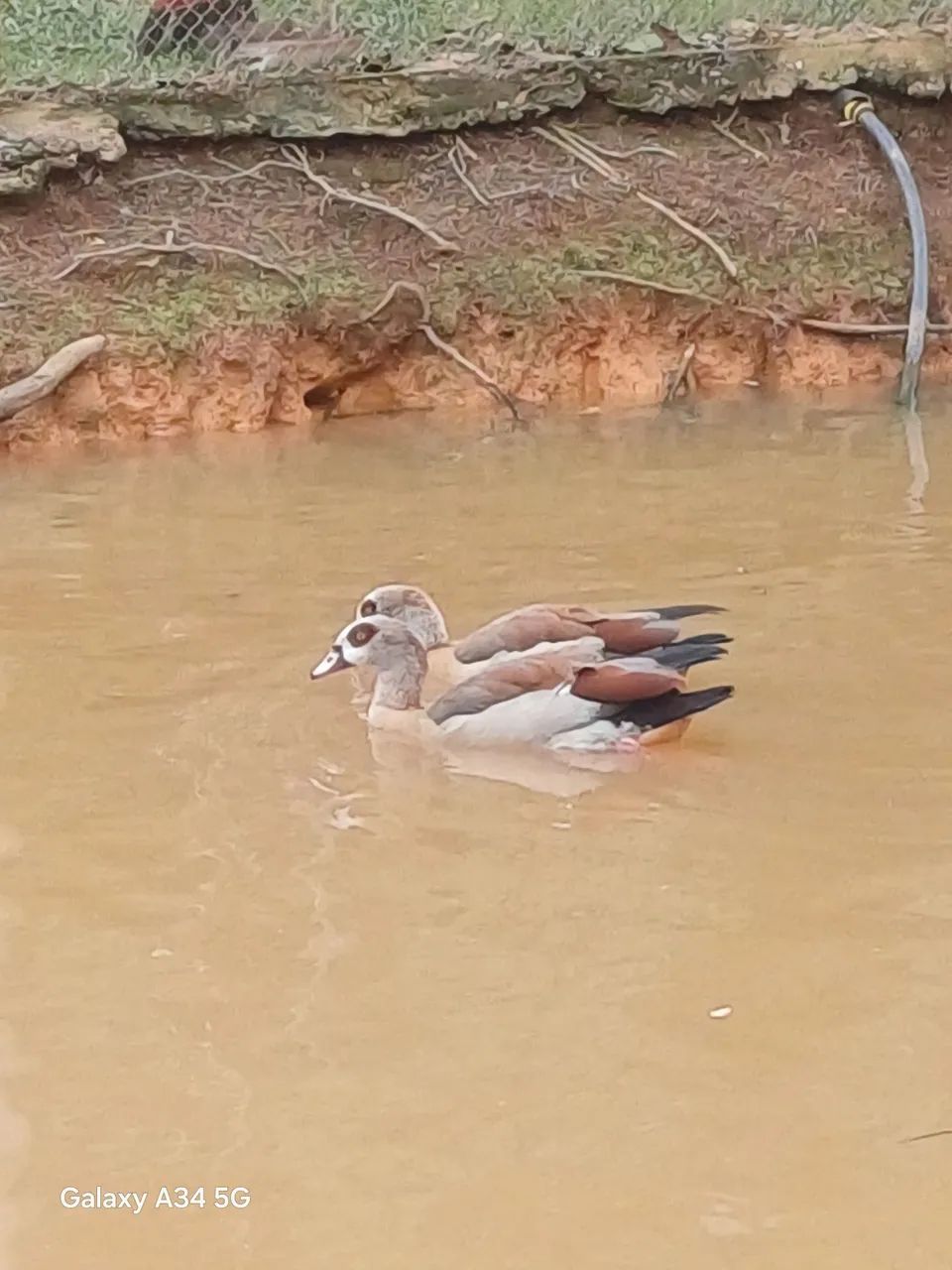 Casal ganso do Egito  - Foto 3
