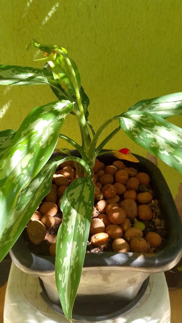 Desapego de planta 