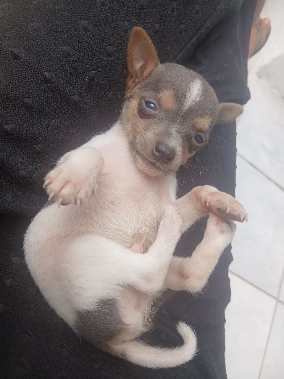 Fox paulistinhaa - Foto 3