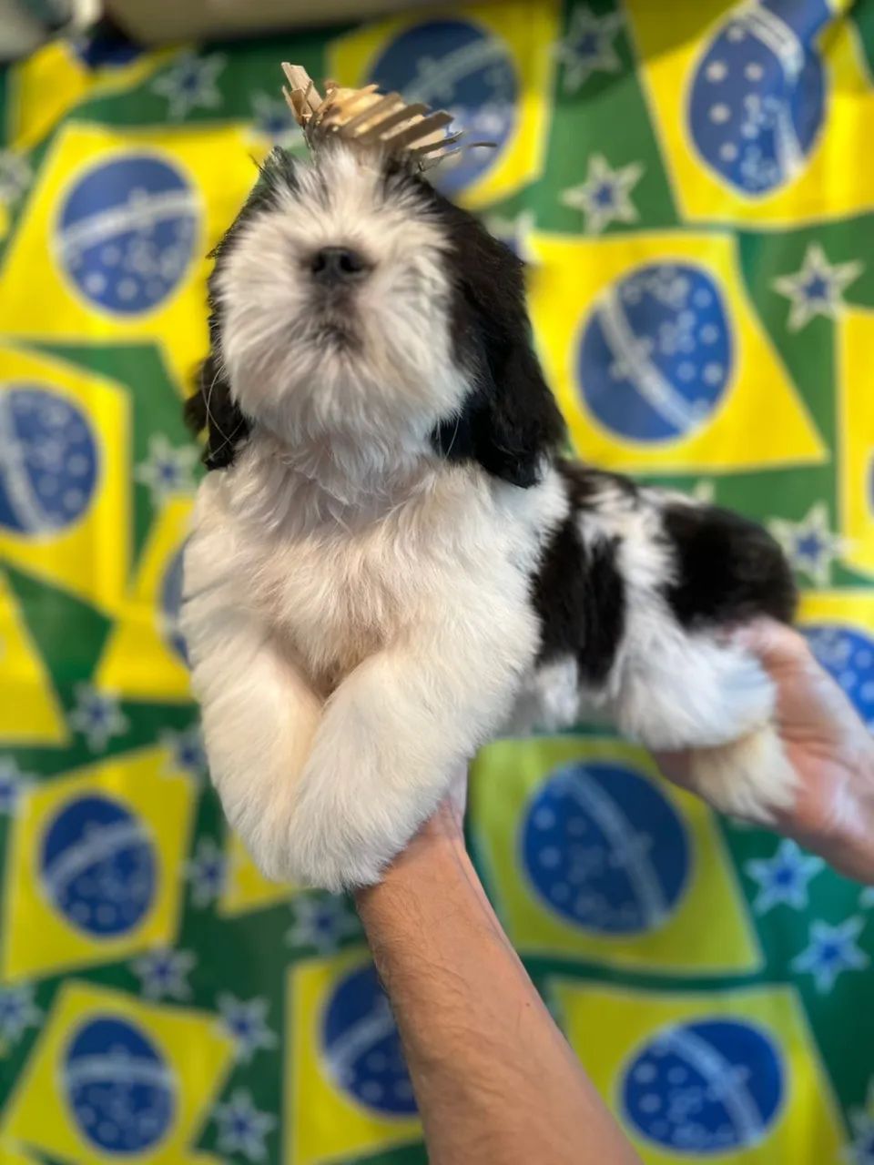 Shitzu preto e branco  - Foto 2