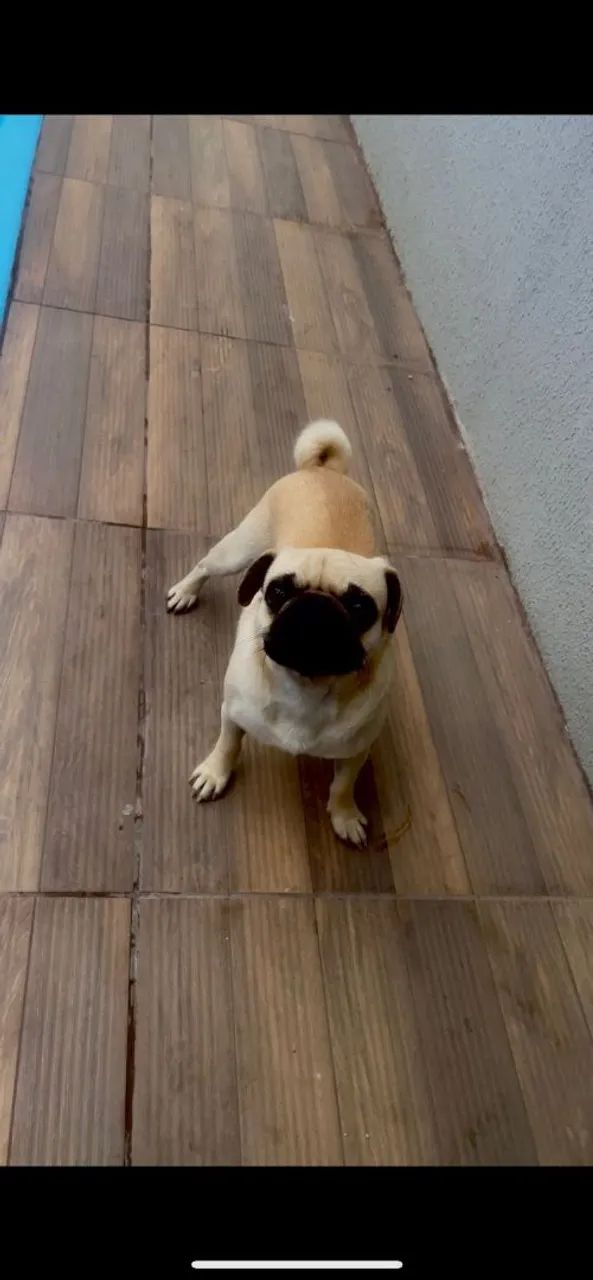 PUG LINDÃO.  MACHO COM 1 ANO E 4 MESES SÓ  - Foto 2